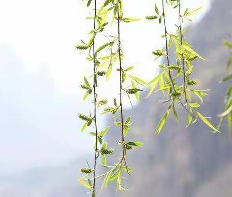应对疫情，寒假指导我们有硬核招数——寿光现代明德学校面对疫情这样做