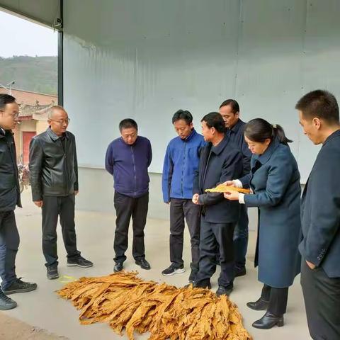 推动烤烟产业绿色发展   扩宽群众致富路