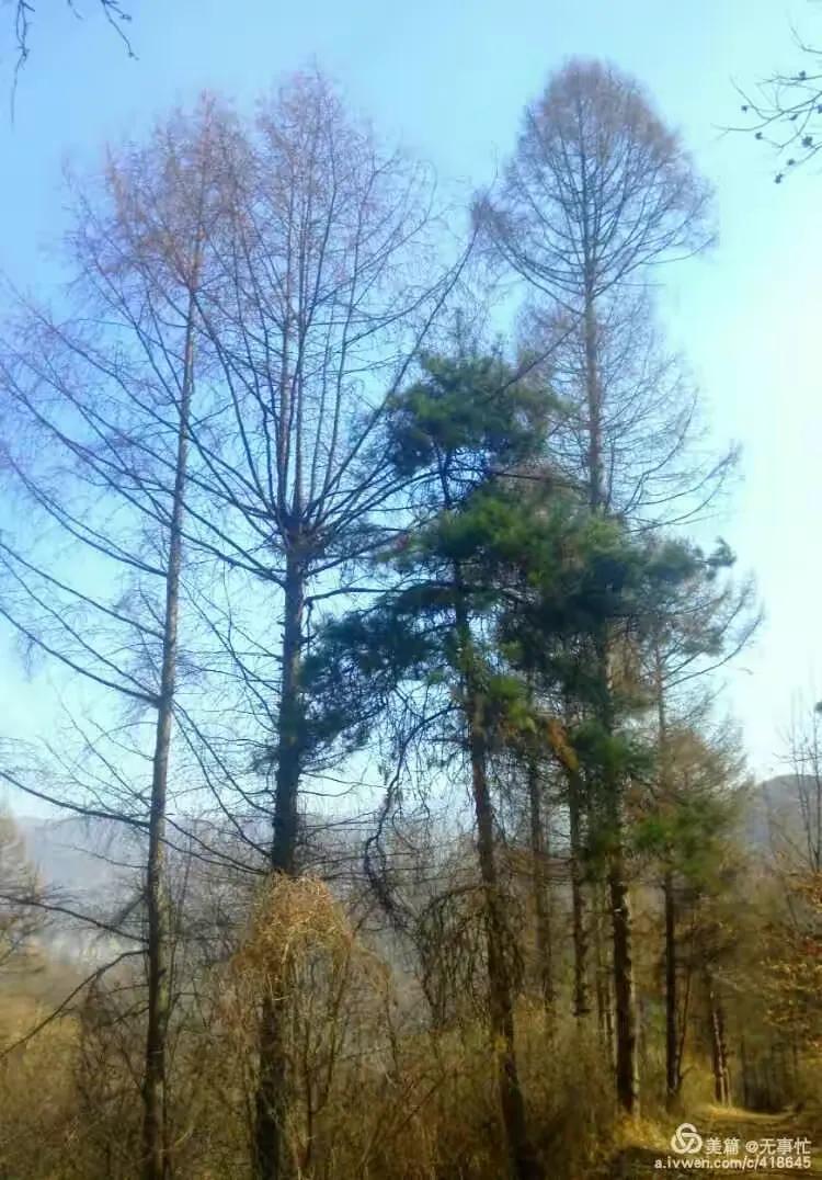 松树沟春忆 吴景荣/文图