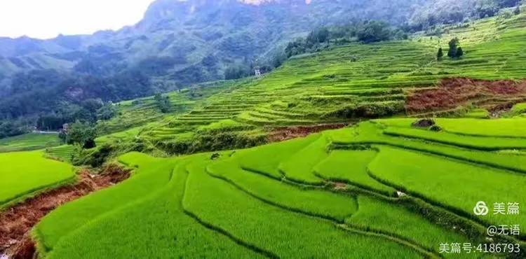 花圃种植基地批发