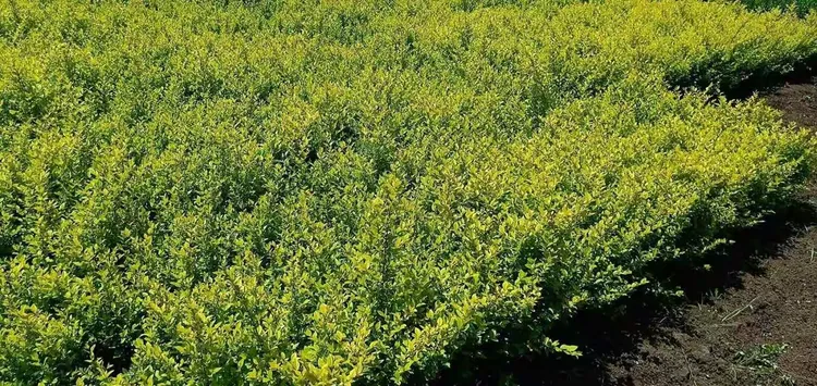 绿化水生植物价格