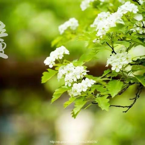 卜算子•立夏