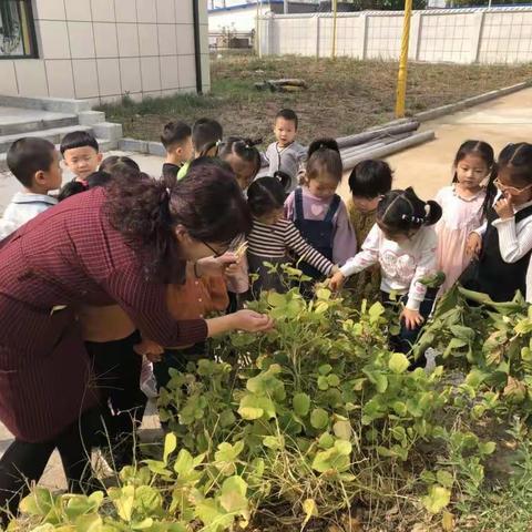 送夏迎秋，康都家园幼儿园中一班的小朋友喜获丰收！