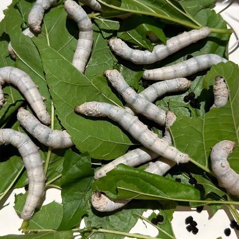 🌿蚕宝宝的饲养与观察🌿
