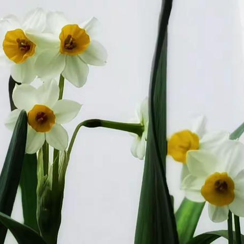 水仙花放