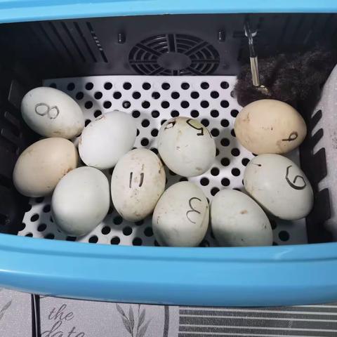 孵