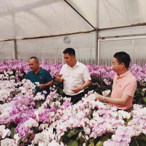 海口市林业局在龙华区新坡镇调研花卉产业