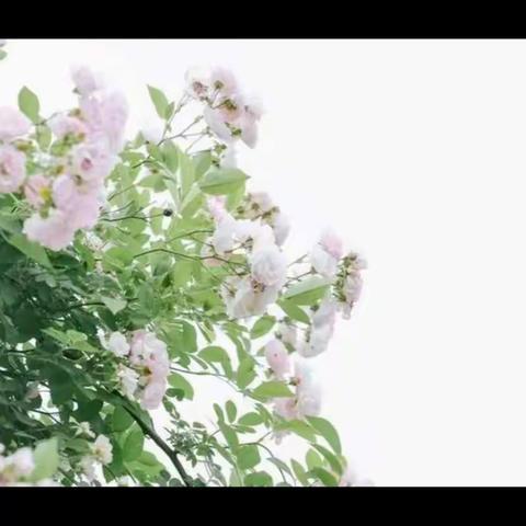 居家抗疫，别样精彩——践行求真教育德育篇【第五期】