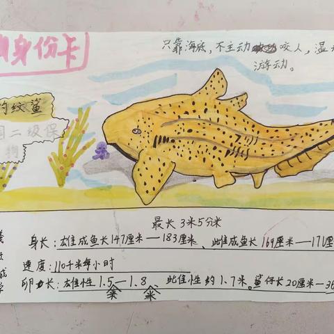 实验小学三（13）班制作《动物身份卡》活动掠影