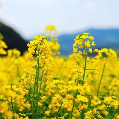 线上花开，百花争“研”——金巢实验学校小英组线上教学记实