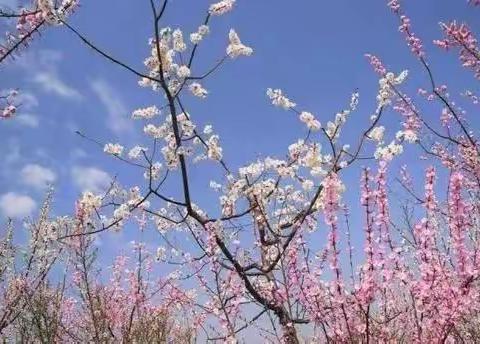 撷学习之彩，绘集体之美     临沭县第三联盟六年级数学 集备展示