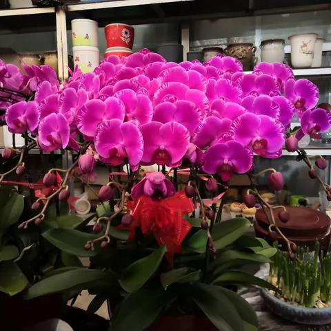 标题鲜花