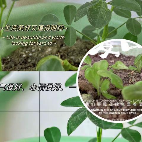 界牌中心小学二2班2023下学期种植箱