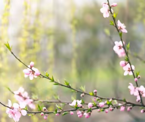 清明节放假通知及假期温馨提示|王集中心幼儿园