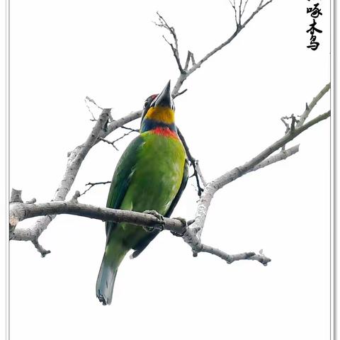 夏之梦……