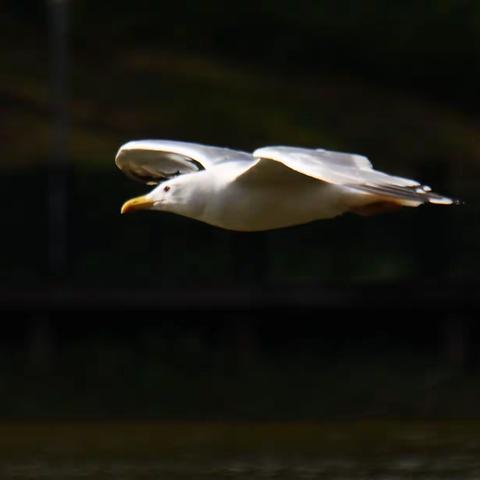 夏之梦……银鸥·第三季