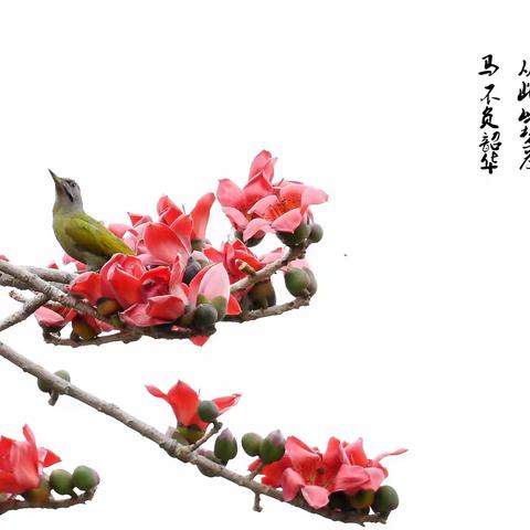 春风得意……生态摄影