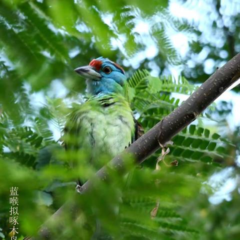 夏之梦……