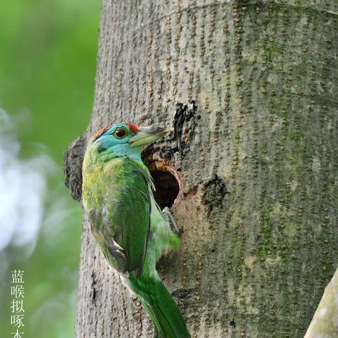 生态野拍……蓝喉拟啄木鸟