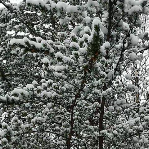 三月春雪到，來看銀裝素裹！忽如一夜春風來，千樹萬樹梨花開！