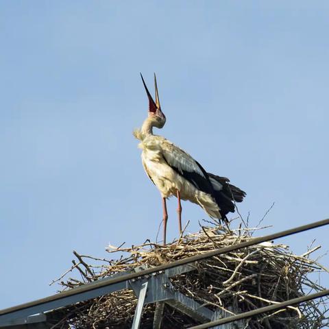 如   皋  大  白  鹳         7月上旬