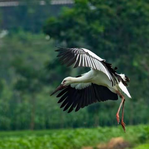小白鹳起航啦（二）