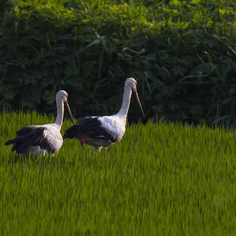长大的如皋白鹳（8月上旬）