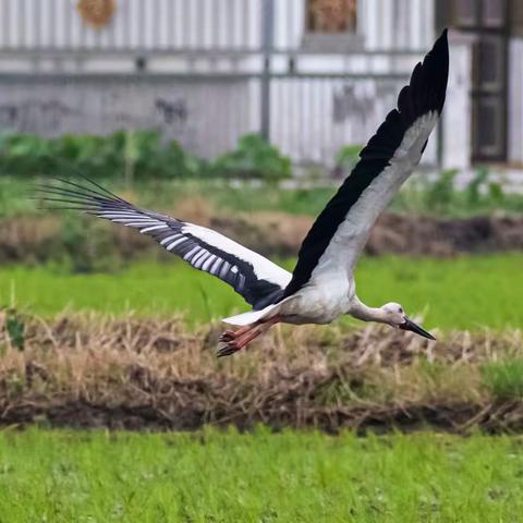 如   皋   白   鹳   6.28