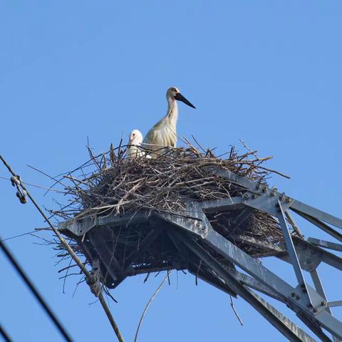 如  皋  白  鹳  育  雏1