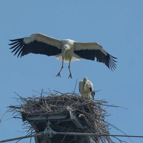 小  白  鹳  起  飞  啦  （一）