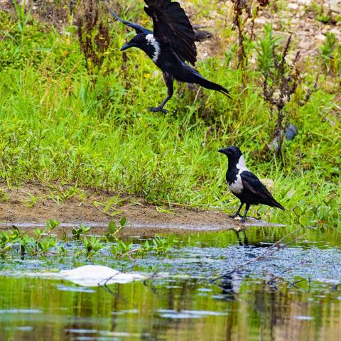 乌   鸦   啄  食