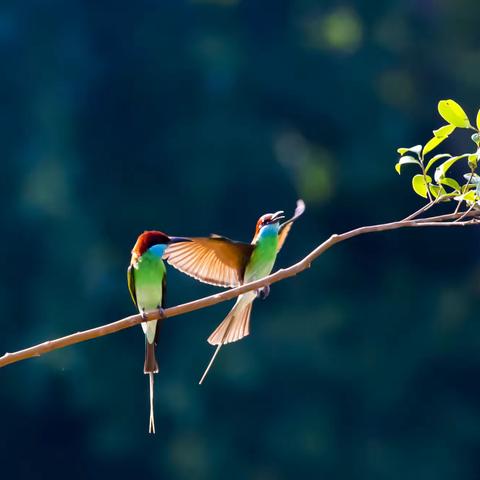 蓝   喉   蜂  虎