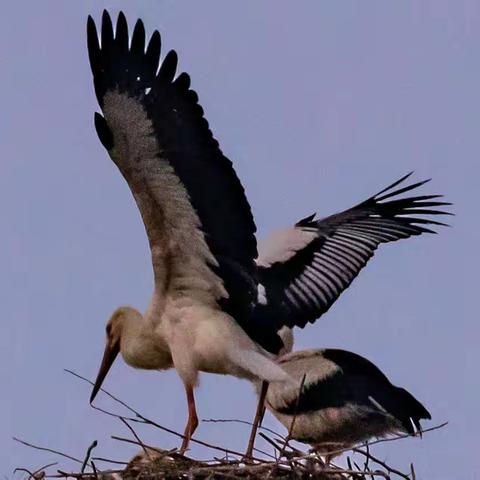 如皋大白鹳   7月中旬