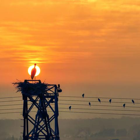 如皋东方白鹳成长掠影