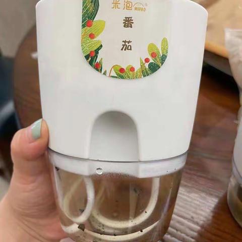 番茄、向日葵成长日记