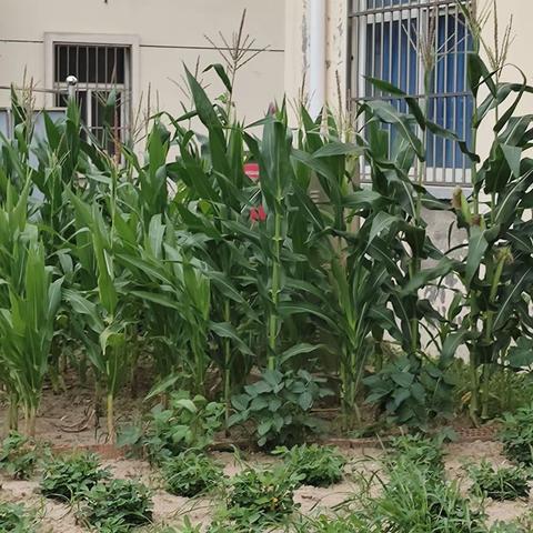 风景这边独好——淮安市棉花庄九年制学校“悦心”种植园阶段总结