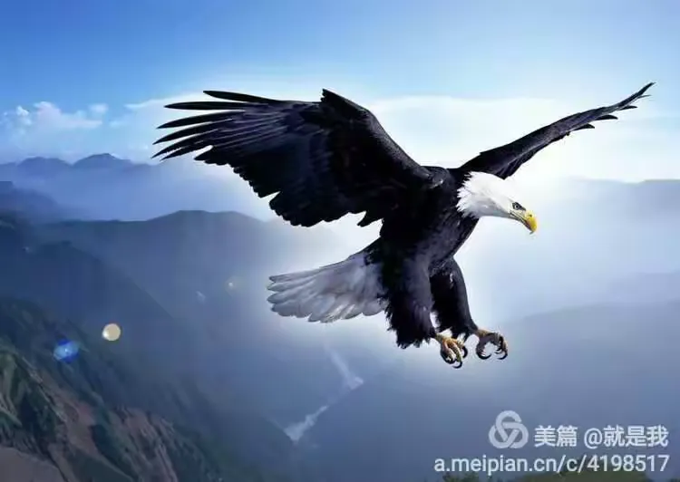 鹰的重生