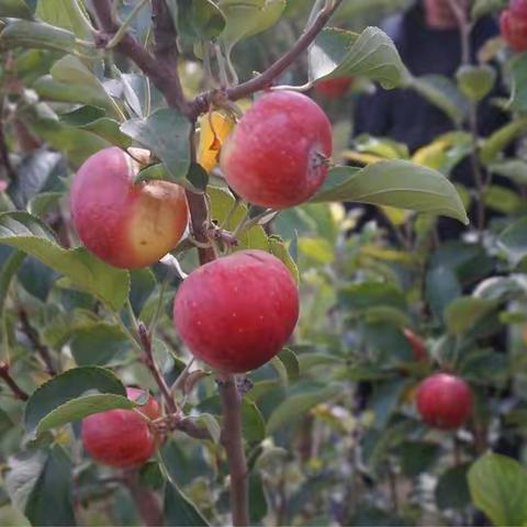 中四班采摘活动