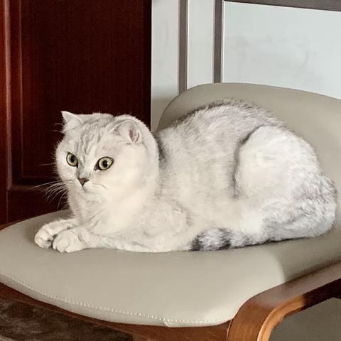猫咪嘟嘟
