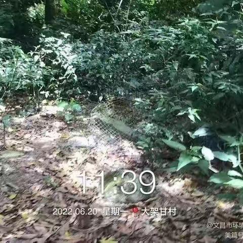 东阁镇针对6月20日市环卫局督导我镇发现问题进行整改