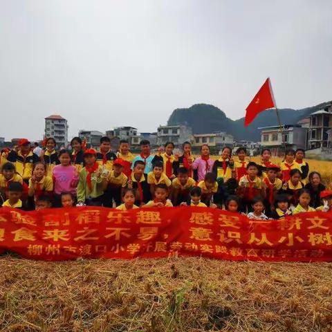 柳州市渡口小学一一五年级秋收起义，秋游活动