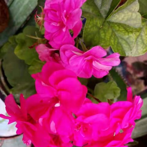 你如还在，百花盛开。