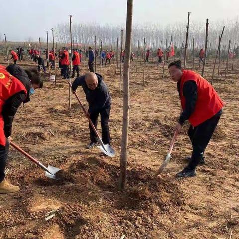 参加植树活动      扮靓美丽家园———市安监站积极开展义务植树活动