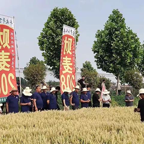 风吹麦浪，喜迎丰收