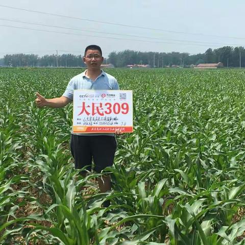 大粒王大民309火爆黄淮海