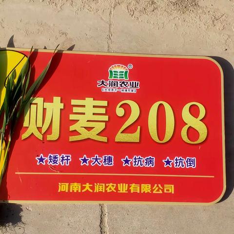 财麦208，丰收千万家