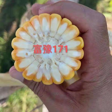 富豫171，白轴大棒抗倒