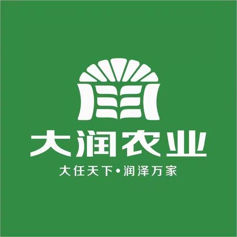 安玉706，白轴大棒抗倒世界难找