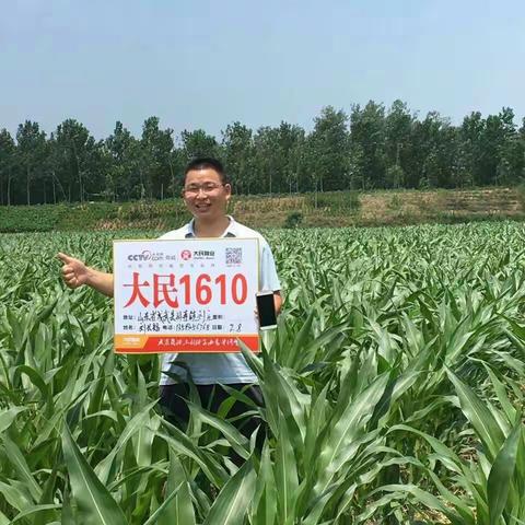 机收品种大民1610火爆山东