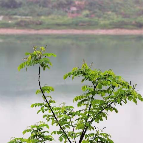 雨中赏合岭映山红